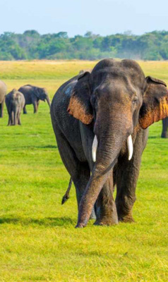 Ceylon Island Trails