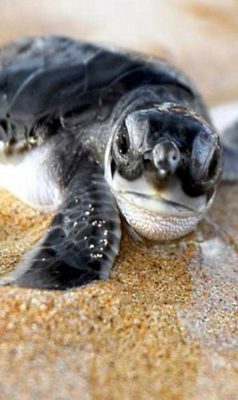 Ceylon Island Trails